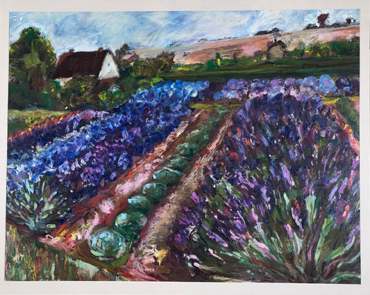Lavender Fields - Cotswolds